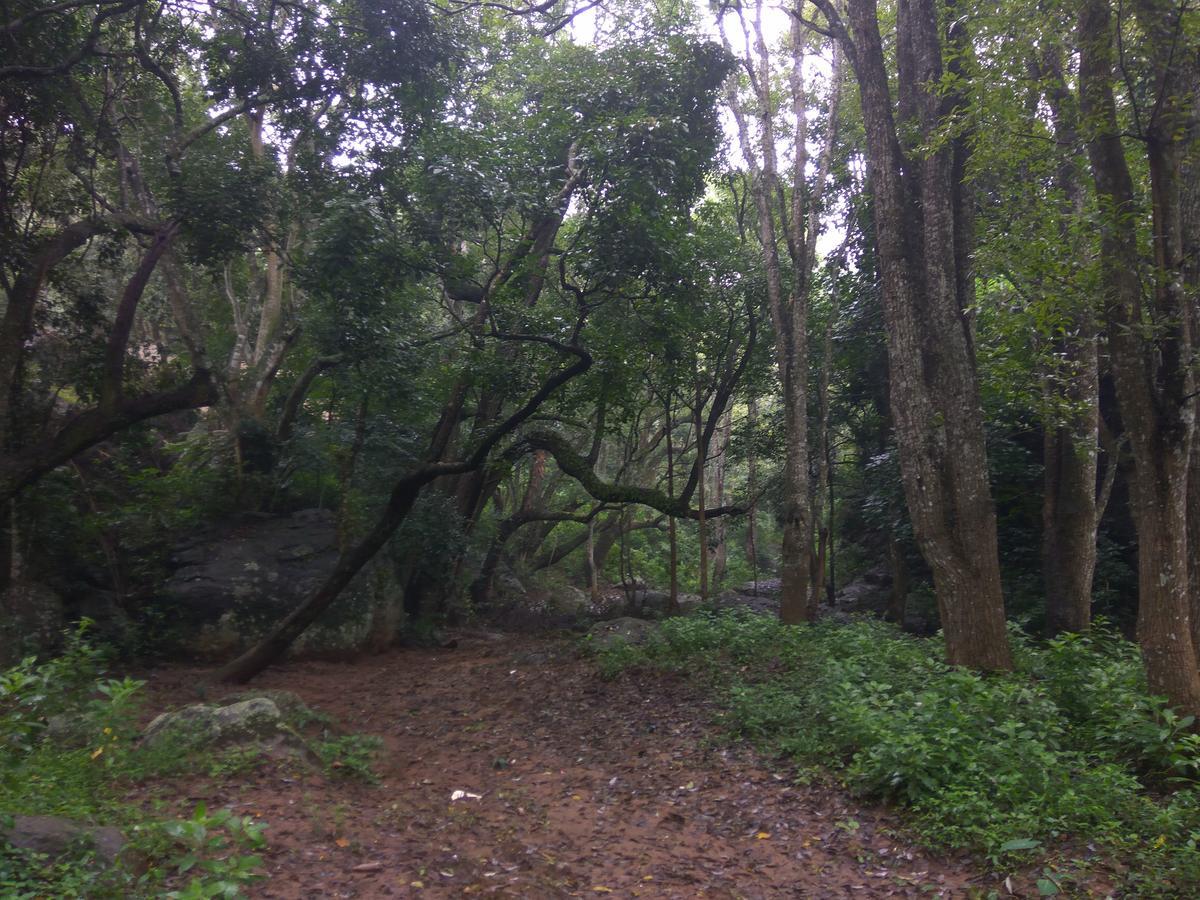 Secret Valley Jungle Resort Ooty Dış mekan fotoğraf
