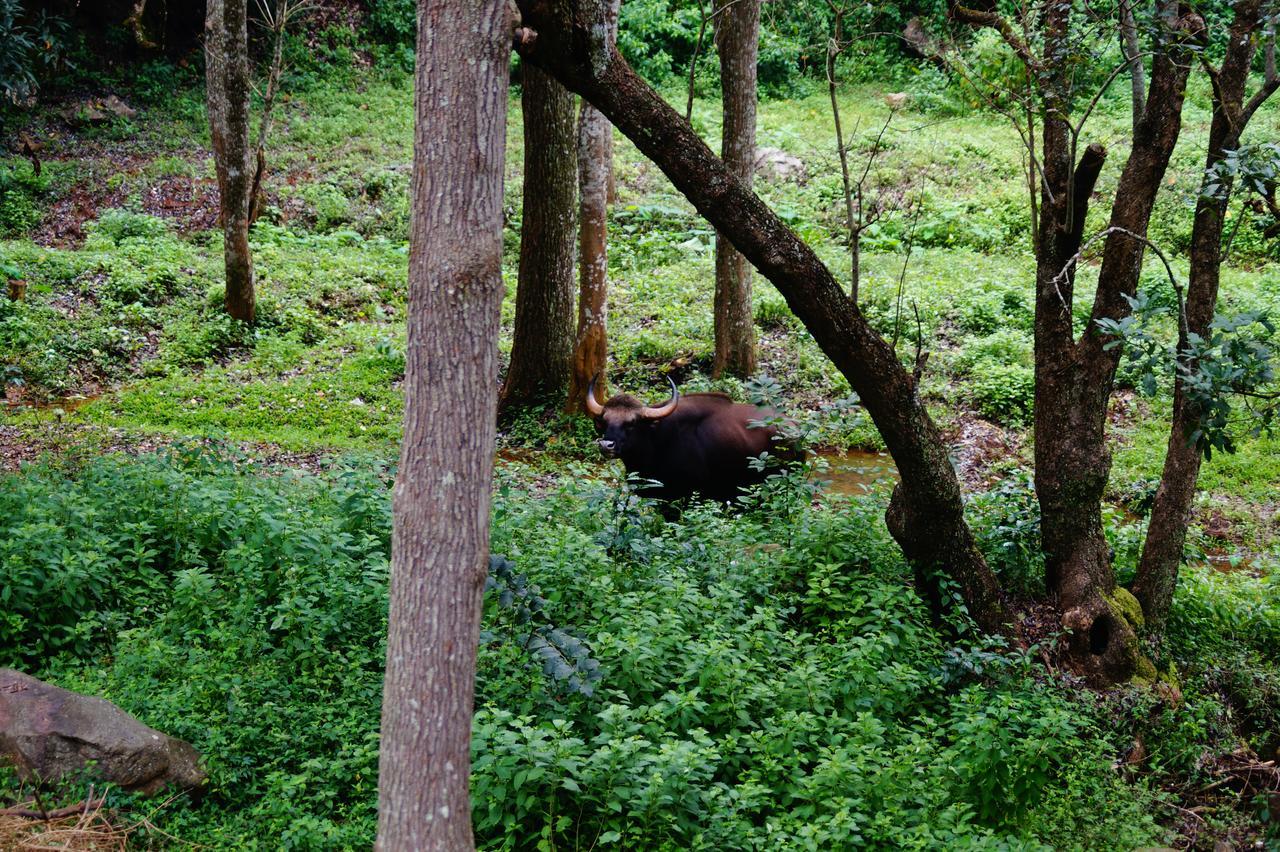 Secret Valley Jungle Resort Ooty Dış mekan fotoğraf
